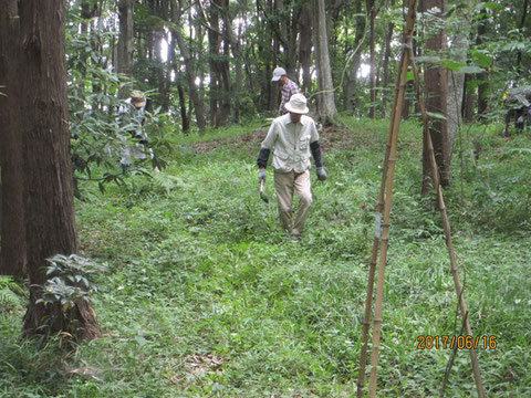 ヤマユリの周辺の草を刈る作業の開始です