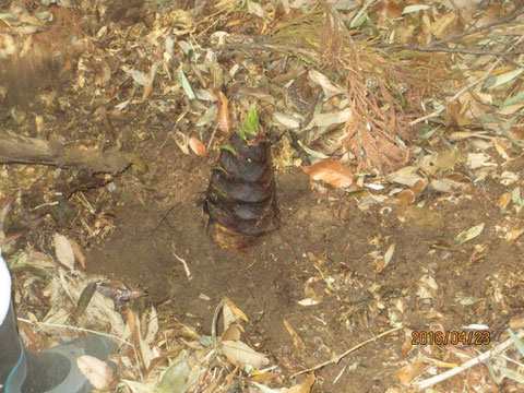 近くの竹林にタケノコ掘りに出かけました