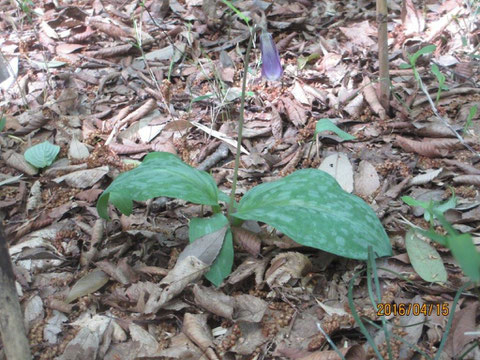 カタクリも花が咲きました