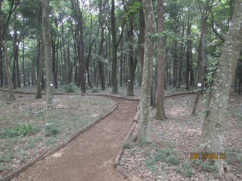 蒸し暑さと雨を予感させるような活動地の朝