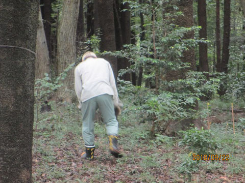 活動地内の枯れ枝拾いも仕事です