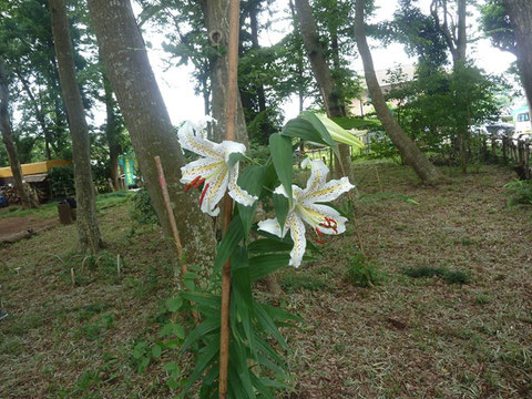 ヤマユリが咲き始めました