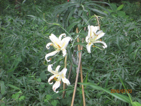 まだヤマユリの花が残っています