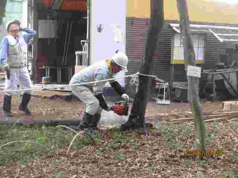 枯死木を伐採です