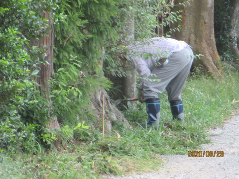 道路にはみ出た雑草を手刈りです