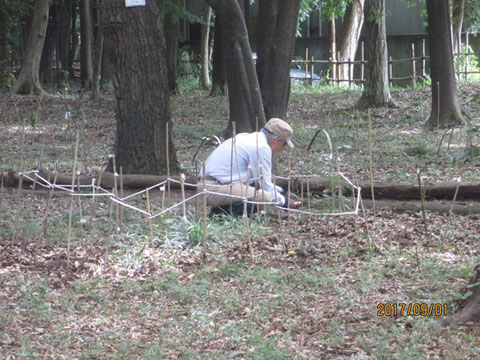 貴重種の周辺は手刈りです