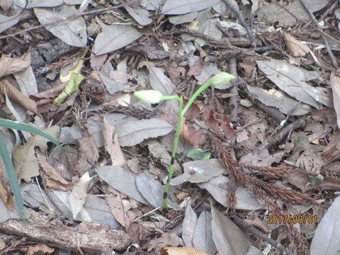 サガミランですが、まだ開花しません