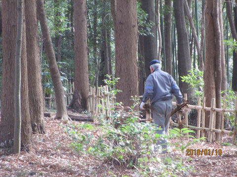 活動地を巡回して、枯れ枝等を集めています