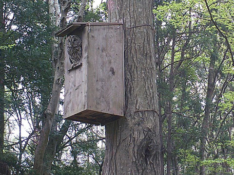 今年もフクロウが飛来してきているようです