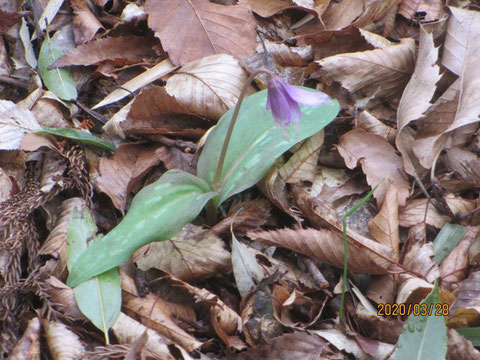 カタクリの花が見頃です