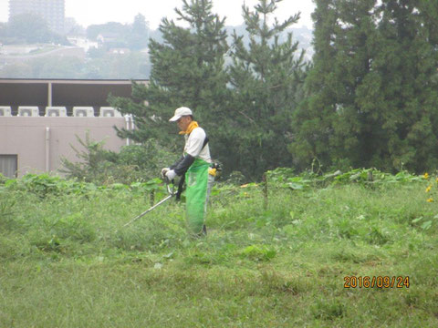 駐車場も草が生い茂っています