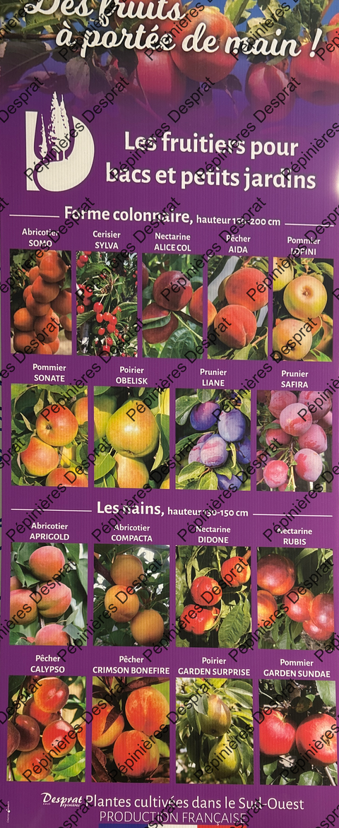 Producteur fruitiers et fruitiers nains