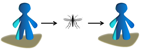 Los vectores son insectos que transportan el agente. Si intervienen necesariamente en el ciclo biológico del agente, se denominan activos. Si intervienen como simples vehículos casuales, se denominan pasivos.