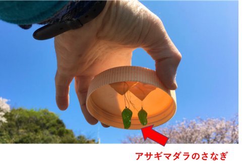 アサギマダラのさなぎ