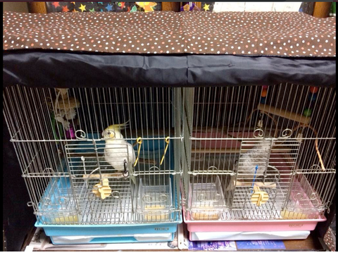 ケージカバーあいちゃん様