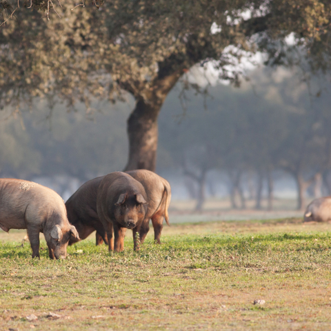 Fleischundmehr artgerechte Tierhaltung, natürliches Futter, nachhaltige Produktion Schweinefleisch