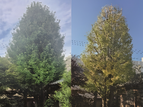 銀杏はお寺の防火林
