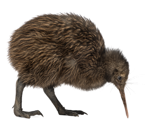 Image animaux detourée transparent sur fond blanc kiwi png