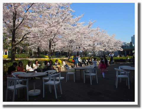 檜町公園で満開3日間 みっちりお花見^^*!