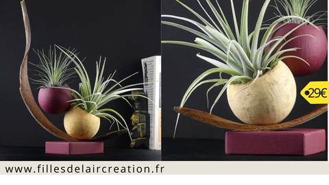 filles de l'air, filles de l'air creation, montpellier, cadeau noel montpellier, createur montpellier herault, tillandsias, plantes aériennes