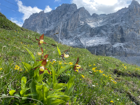 Frauenschuh Seewli