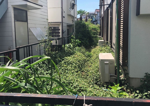 1-1｜庭の手入れ前