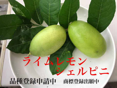 種苗登録決定