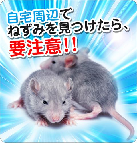 ねずみの駆除 家庭用 有限会社アズ ウエック ねずみの駆除 家庭用 有限会社アズ ウエック
