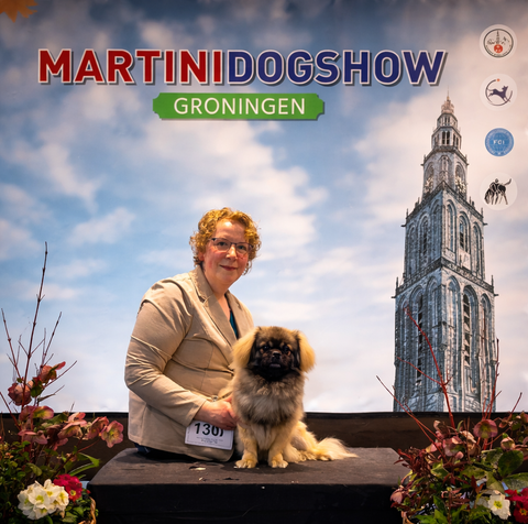 Tibetaanse Spaniel, Tibbies, Tibetan Spaniel, Puppy
