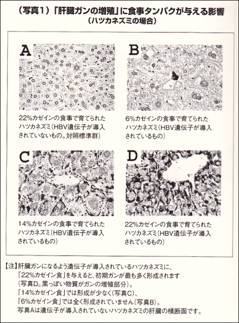 カゼインの投与量と癌細胞の成長