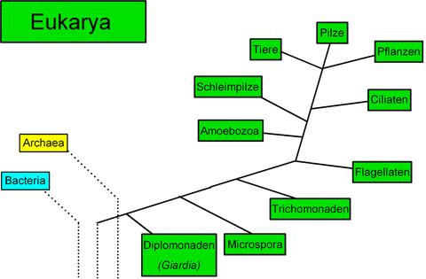 Kladogramm Eukarya