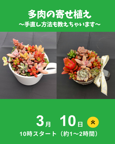 多肉寄せ植え