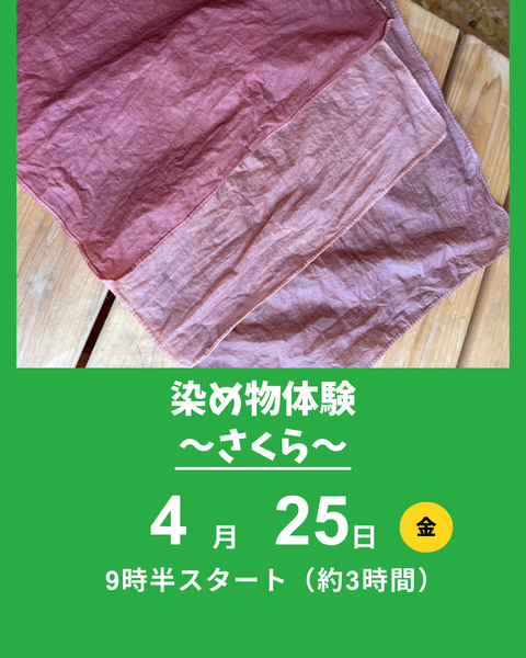 染物体験、さくら染め