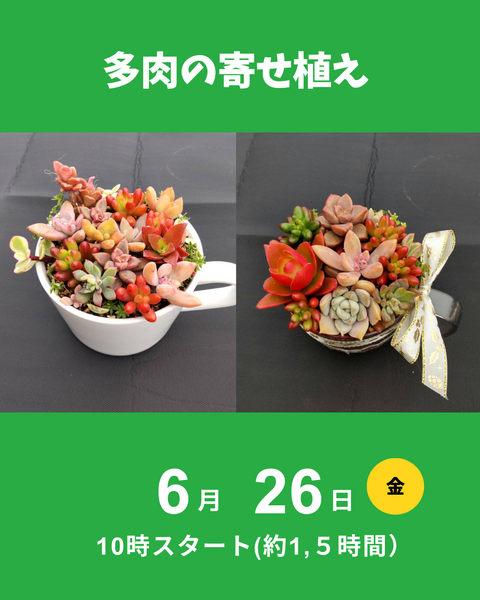 多肉寄せ植え体験