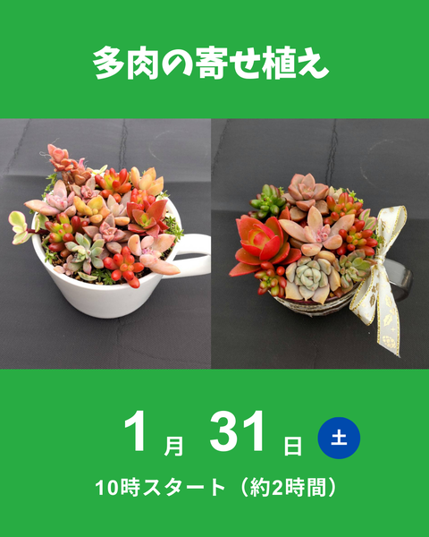 多肉寄せ植え