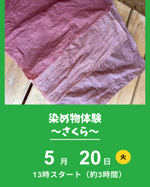 さくら染め体験