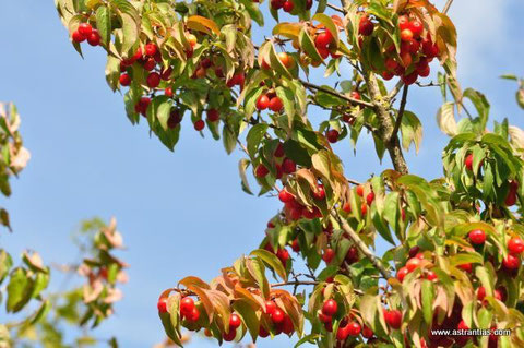 Cornus mas- Kornelkirsche - Wildbeeren - Wildfrüchte - Wildsträucher - Biodiversität - Heckensträucher - Artenvielfalt