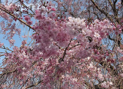 東プリ隣の増上寺境内の桜