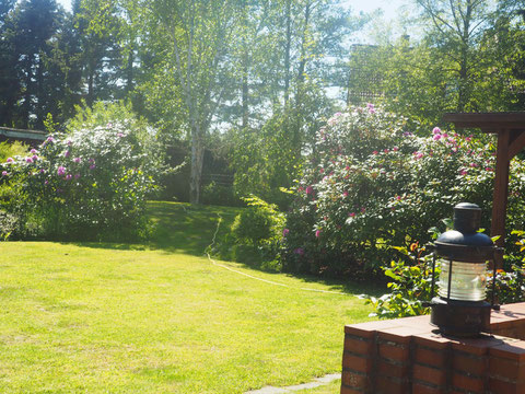Blick in den Hintergarten