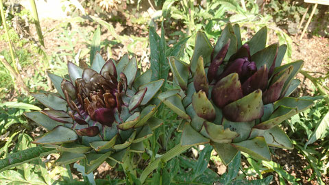 Cynara scolymus, l'artichaut, un légume perpétuel bien connu autour de la Méditerranée.