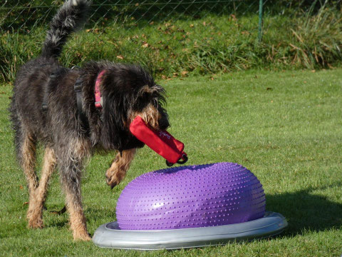 Auf dem Bild ist Mafalda ein Griffon bleu zu sehen, die einen roten Futterbeutel im Maul hat , daneben ist ein Lila farbender Donout zum aufblasen, auf den die Hunde sich mit den Vorderbeinen drauf stellen können 