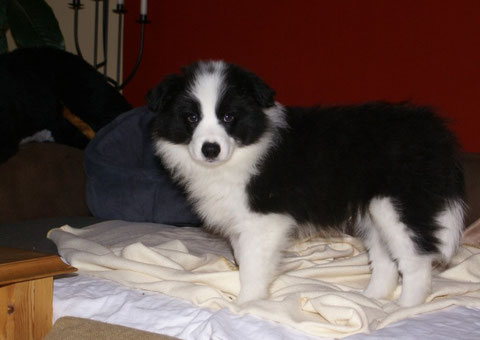Timber (Dog)