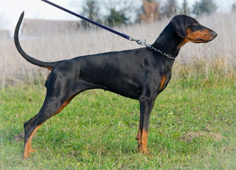 Fci Standard Dobermann Verein Schweiz Dvs