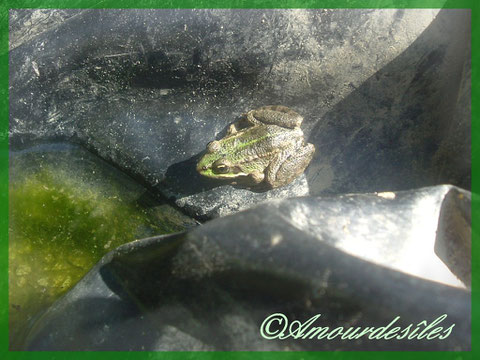 Grenouille à droite au soleil...