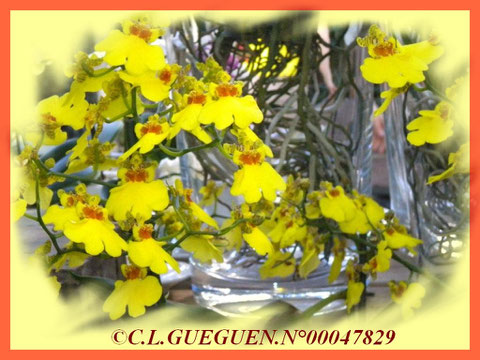 Oncidium qui est sur ma page d'accueil