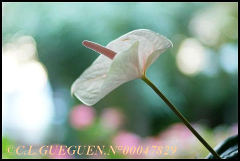 Et voilà pour le régal des yeux, une jolie fleur d'Anthurium!