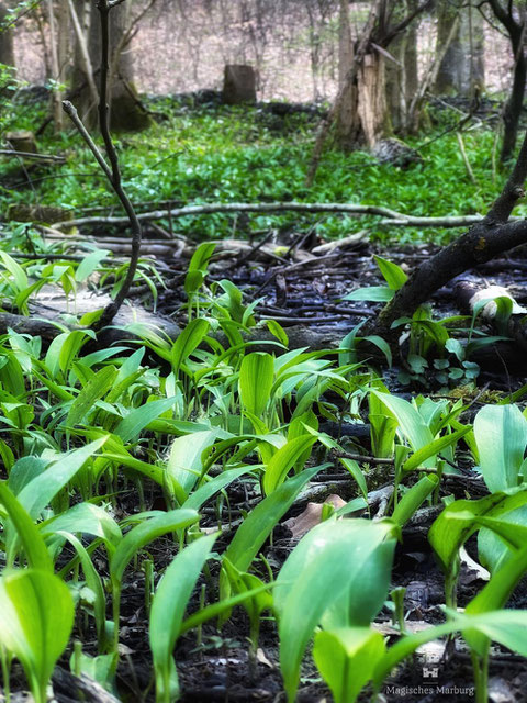 Frisch austreibender Bärlauch an einem Bachlauf im Wald