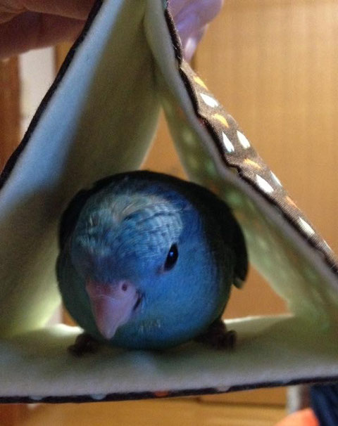 バードテント 感想写真