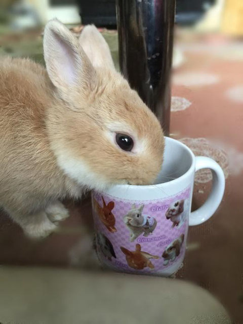 うさぎづくしマグカップ 写真