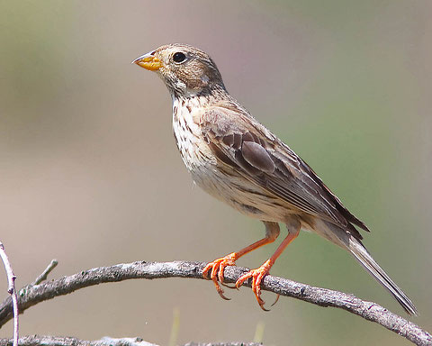 http://lnx.ornieuropa.com